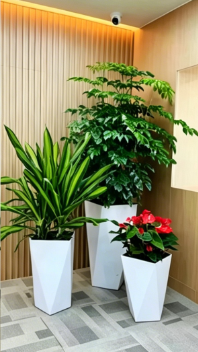 江北室内植物租赁费用原来还能这样用，太实用了